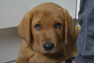 2024年ocn的价值是多少,2024-o